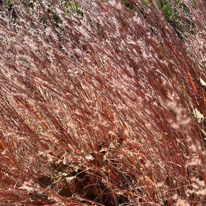 Semences - Barbon à balais Akène, culture forestière