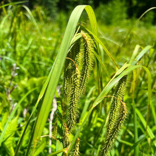 Semences - Carex crépu Akène, culture forestière