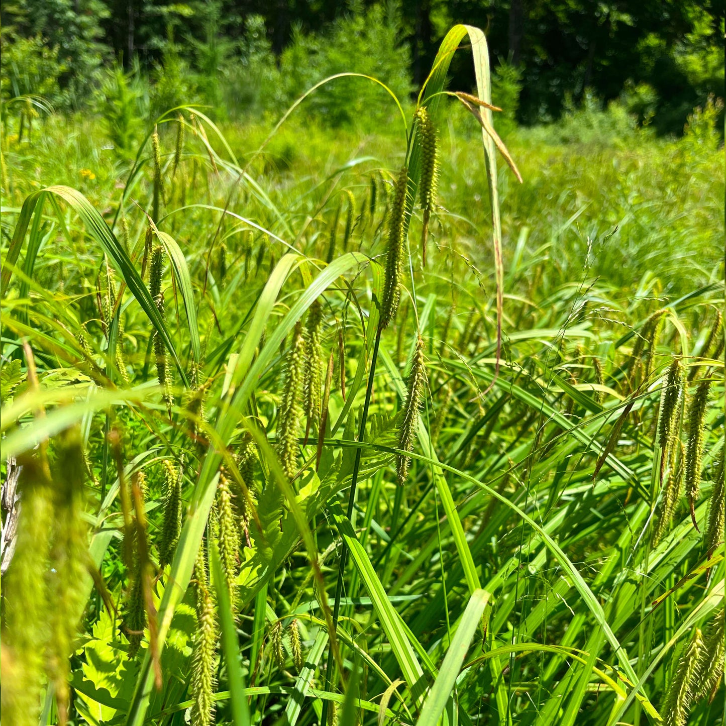 Semences - Carex crépu Akène, culture forestière