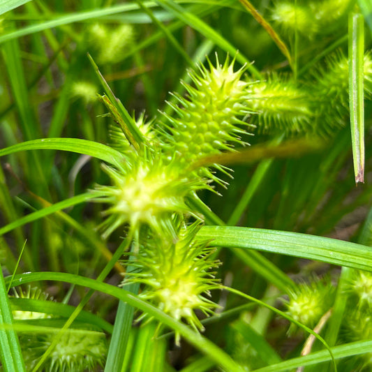 Semences - Carex luisant Akène, culture forestière