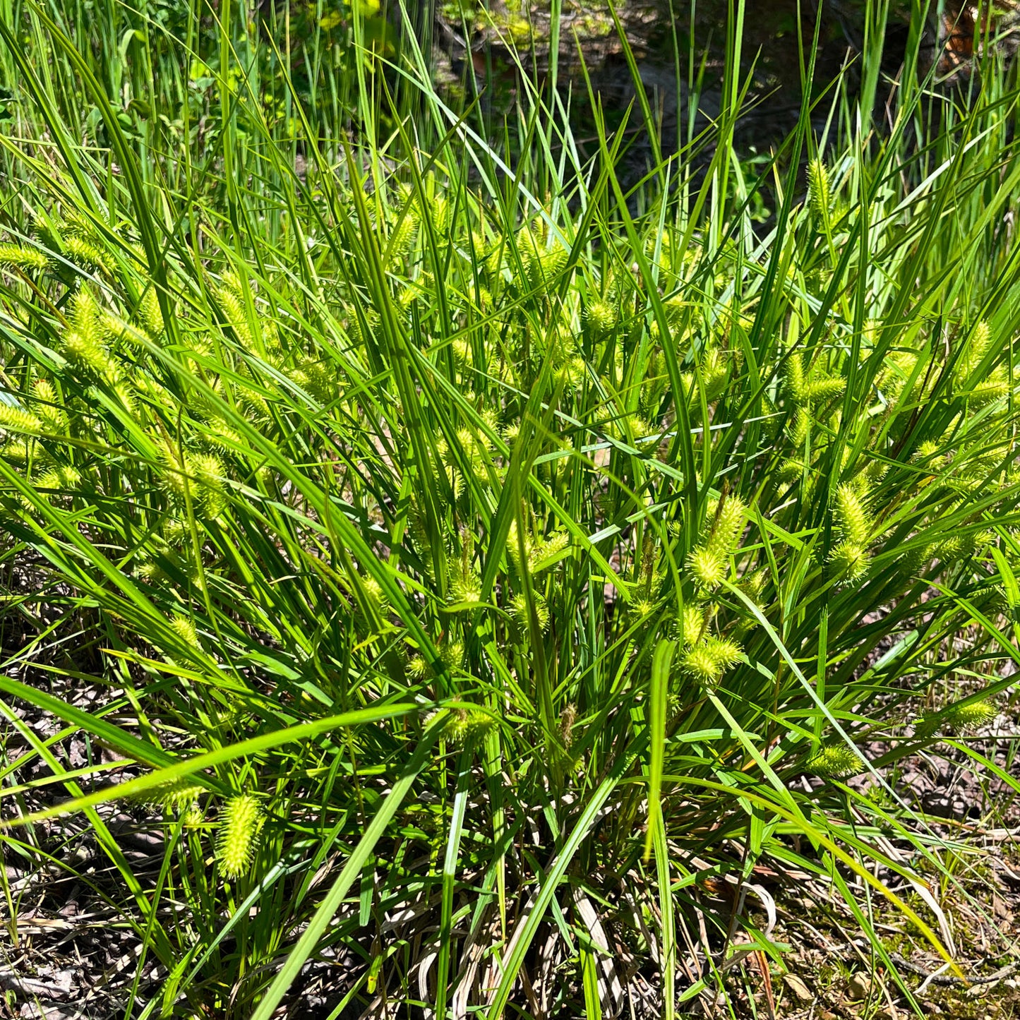 Semences - Carex luisant Akène, culture forestière