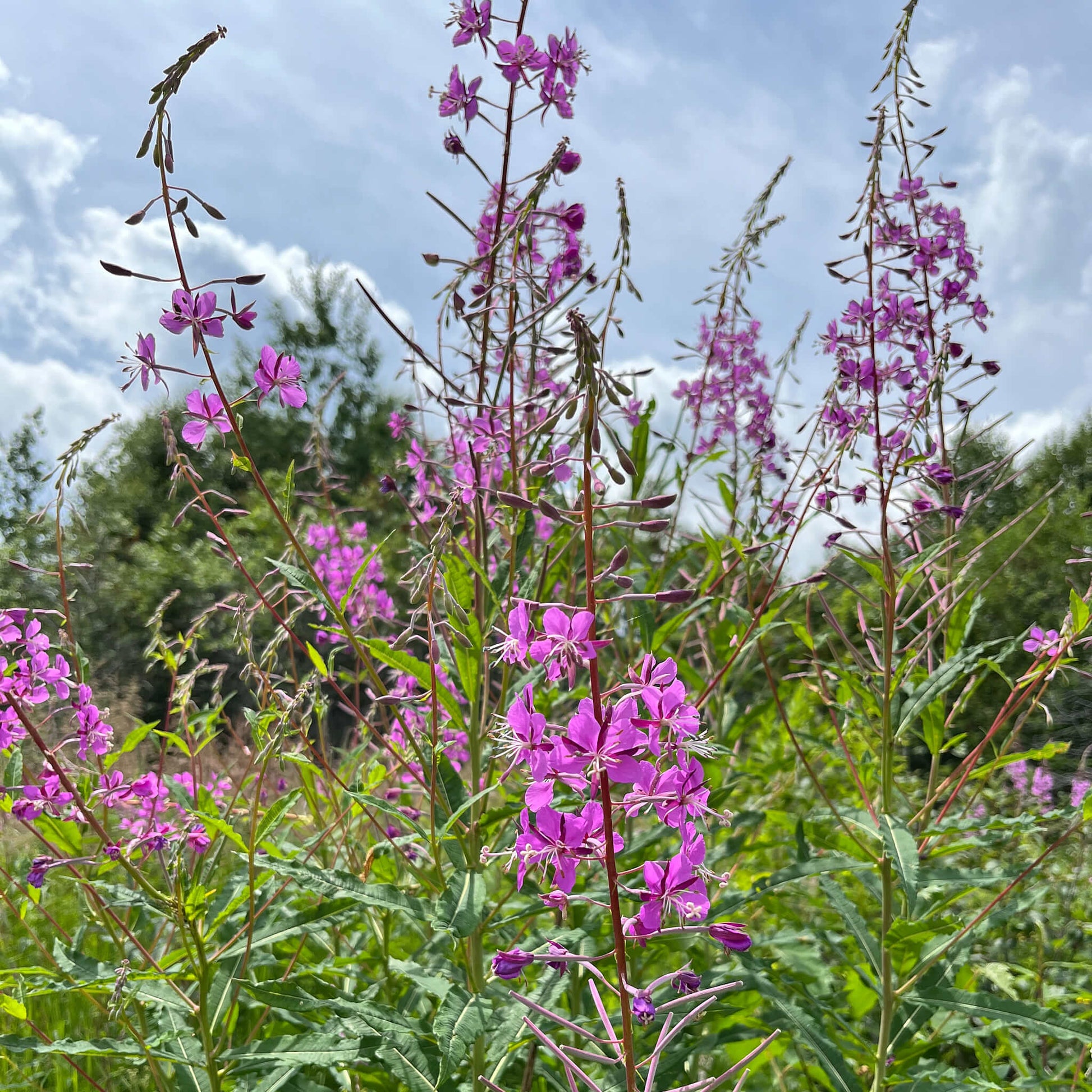 Semences - Épilobe à feuilles étroites Akène, culture forestière