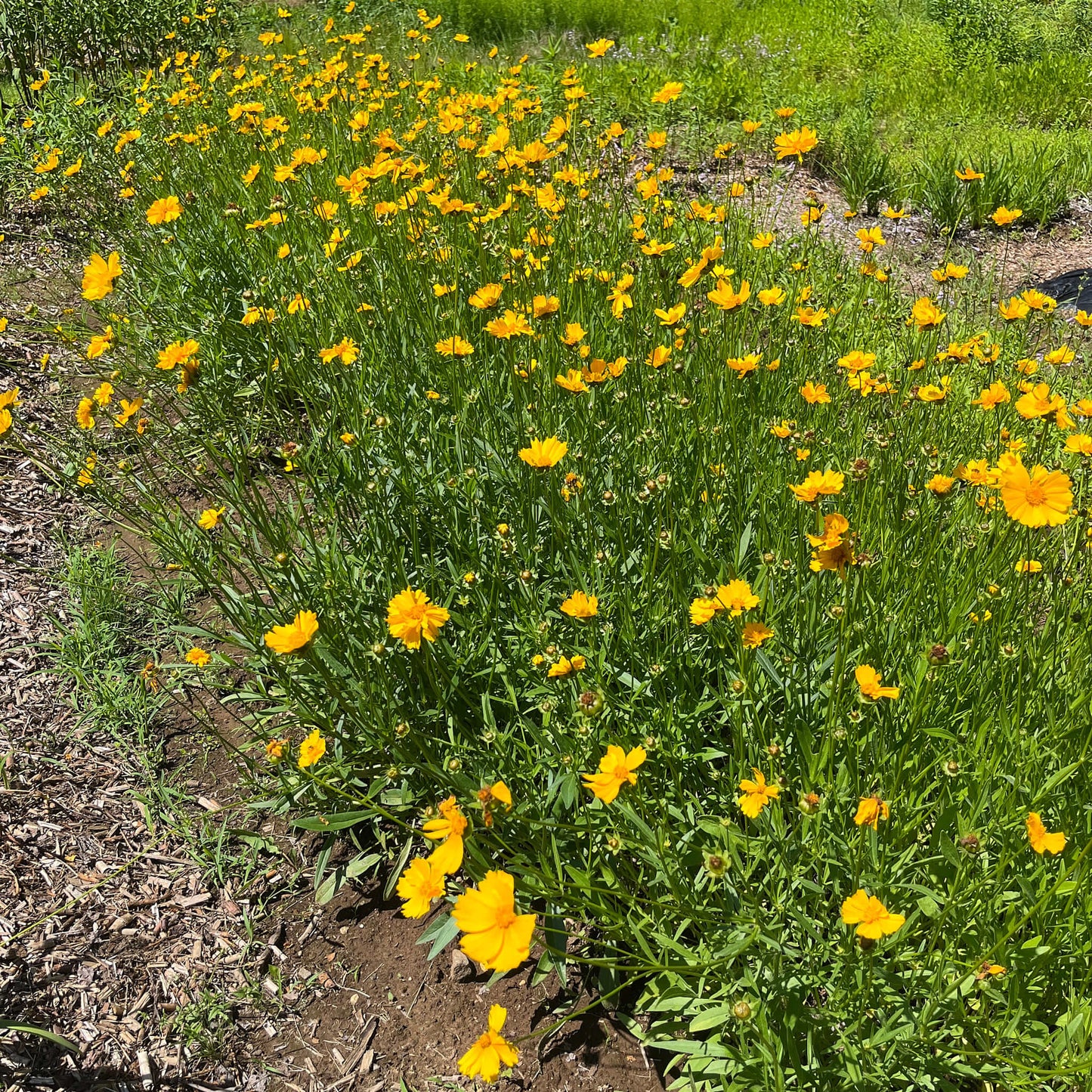 Semences - Coréopsis lancéolé Akène, culture forestière