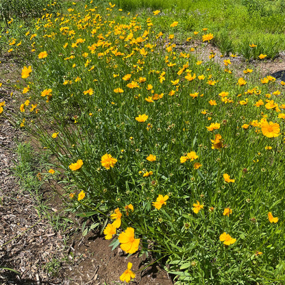 Semences - Coréopsis lancéolé Akène, culture forestière