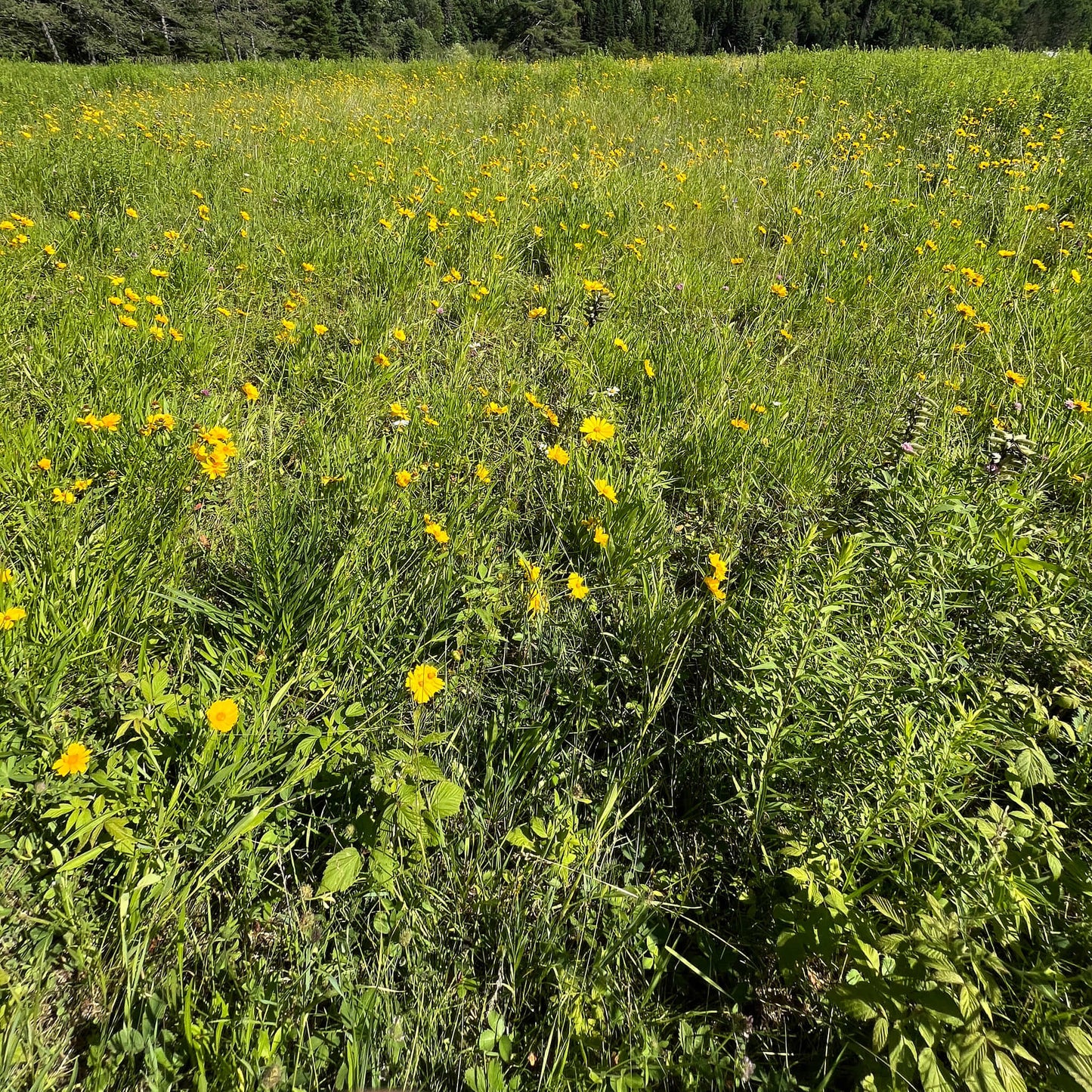 Semences - Coréopsis lancéolé Akène, culture forestière
