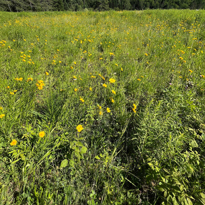 Semences - Coréopsis lancéolé Akène, culture forestière