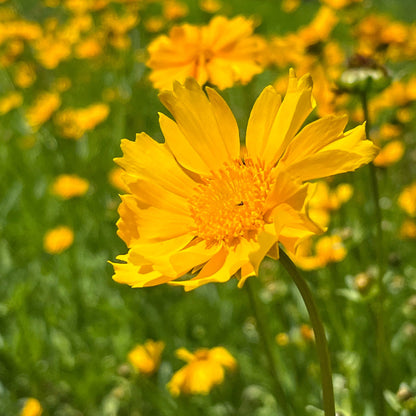 Semences - Coréopsis lancéolé Akène, culture forestière