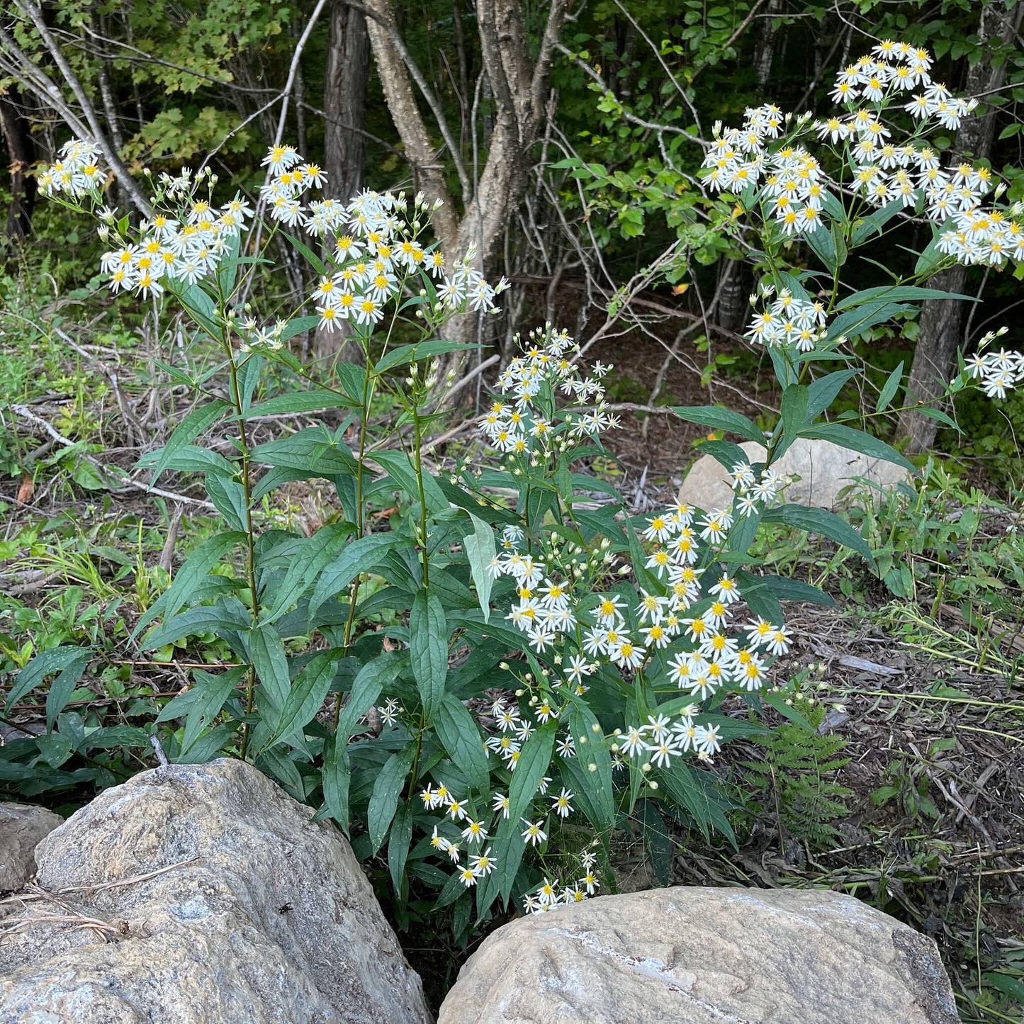 Semences - Aster à ombelles Akène, culture forestière