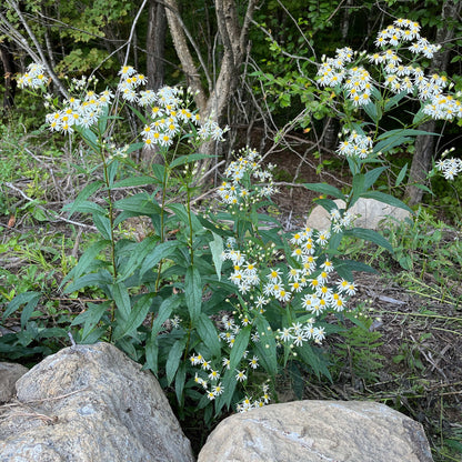 Semences - Aster à ombelles Akène, culture forestière