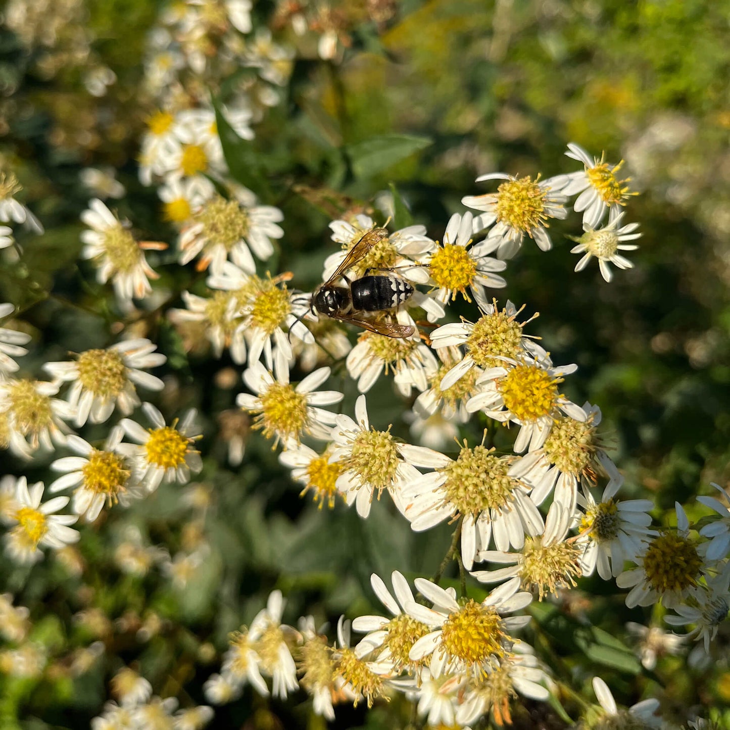 Semences - Aster à ombelles Akène, culture forestière