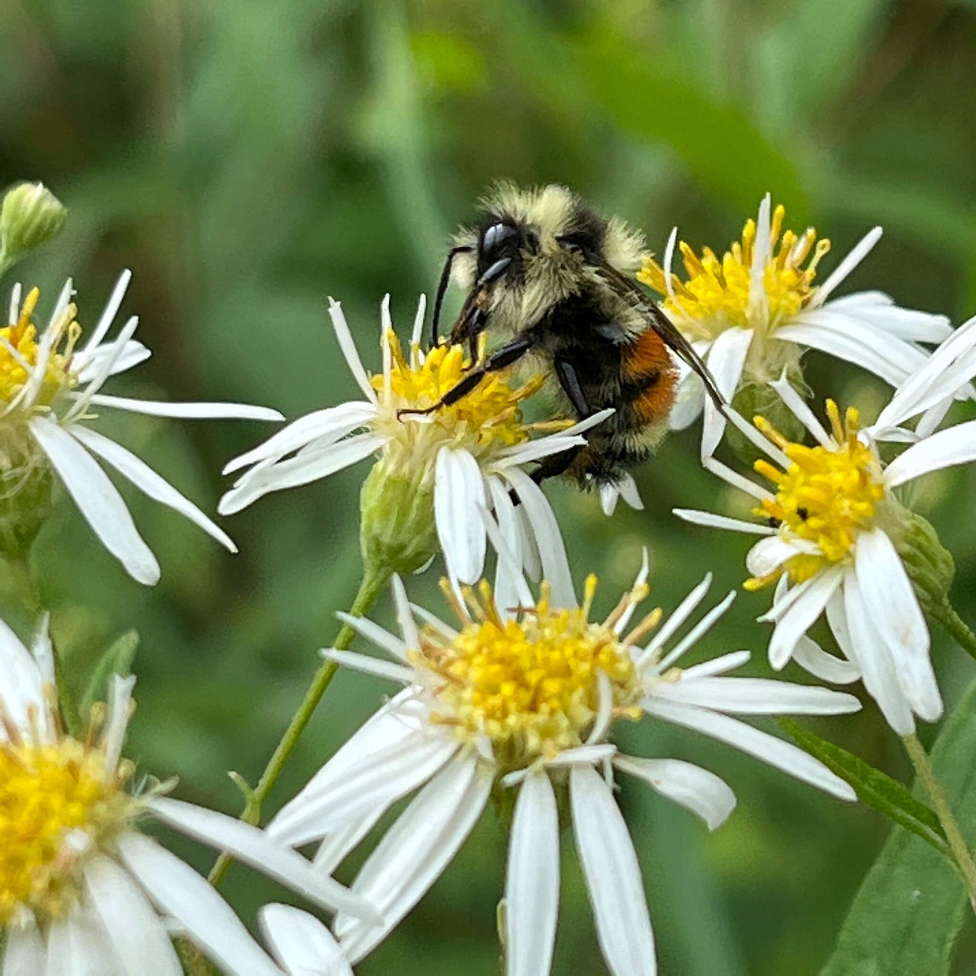 Semences - Aster à ombelles Akène, culture forestière