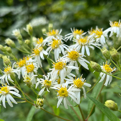 Semences - Aster à ombelles Akène, culture forestière
