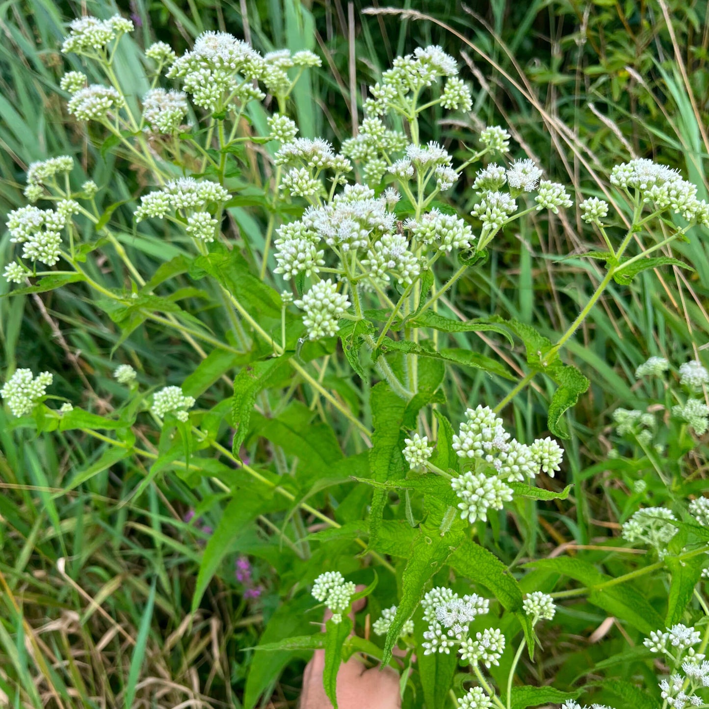 Semences Akene - Eupatoire perfoliée Akène, culture forestière