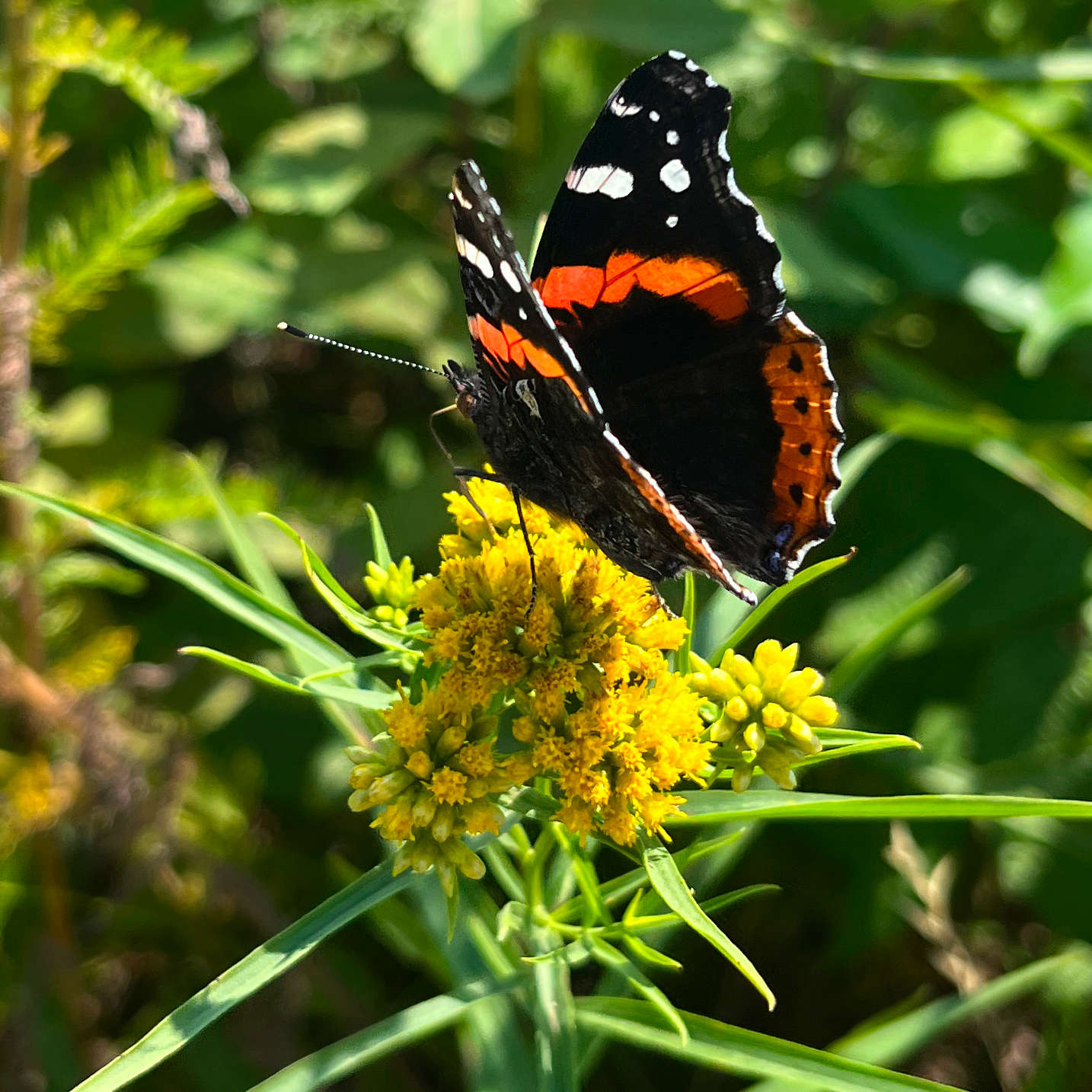 Semences - Verge d'or à feuilles de graminée Akène, culture forestière
