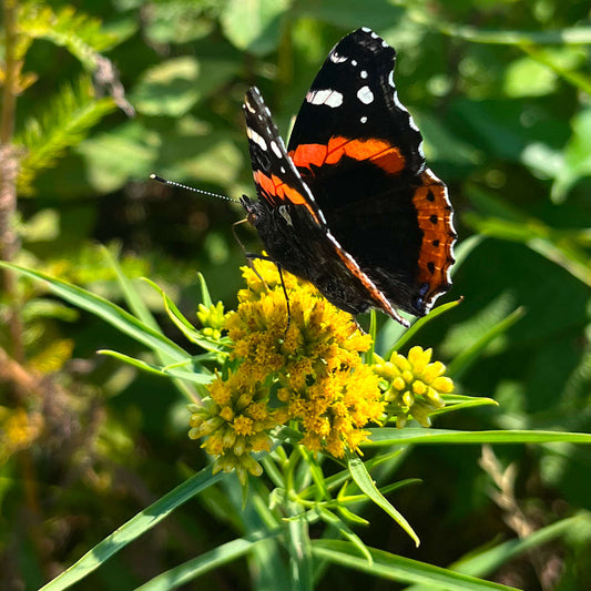 Semences - Verge d'or à feuilles de graminée Akène, culture forestière