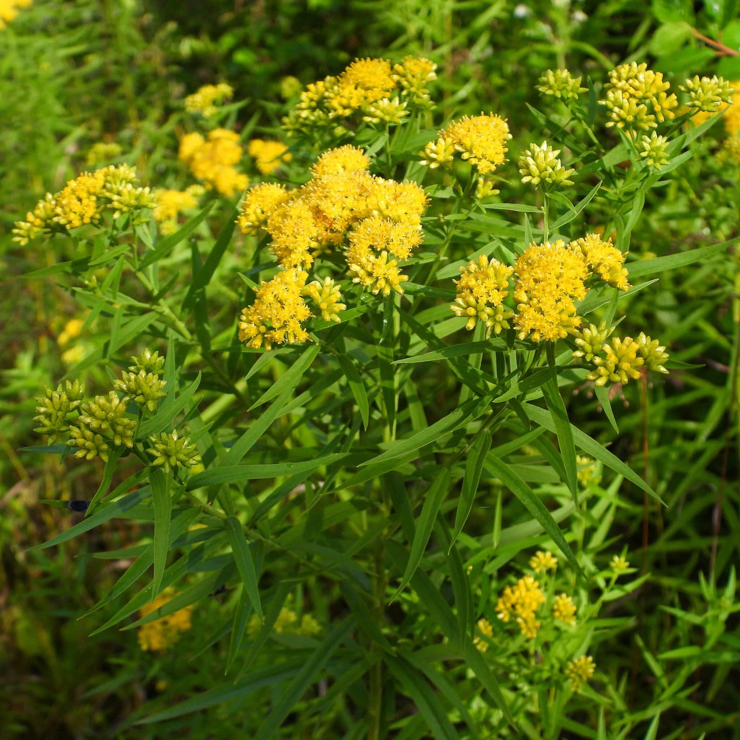 Semences - Verge d'or à feuilles de graminée Akène, culture forestière
