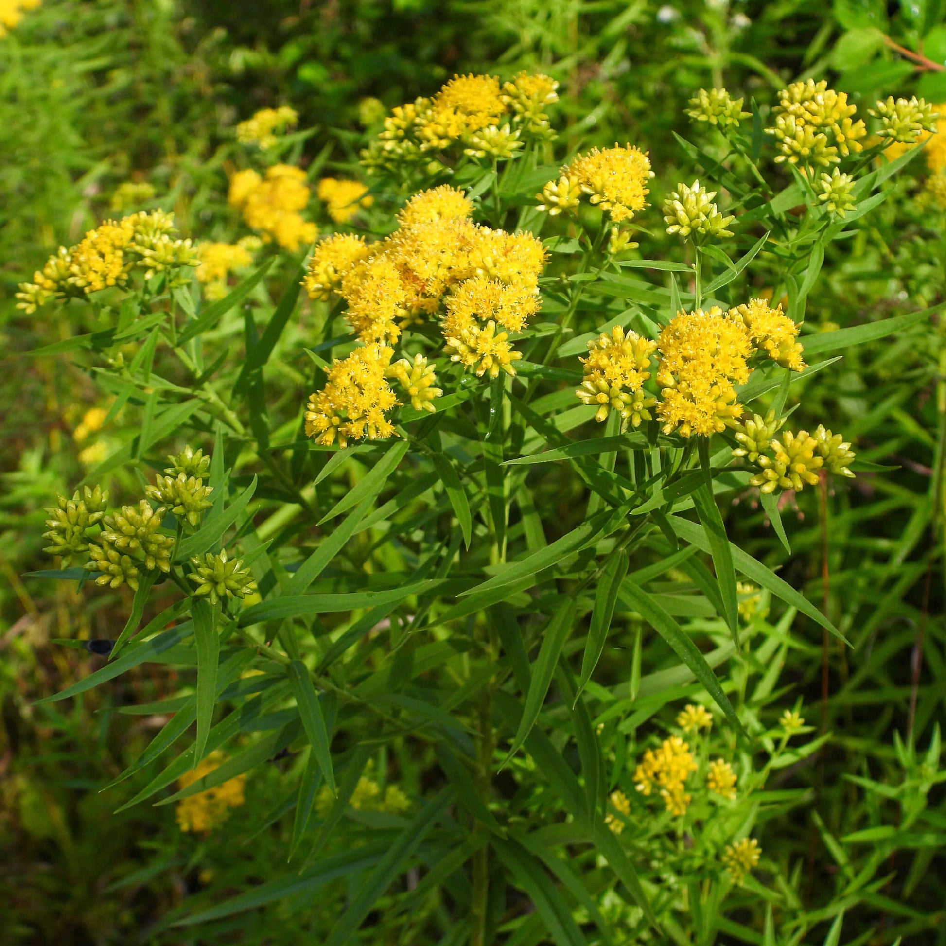 Semences - Verge d'or à feuilles de graminée Akène, culture forestière