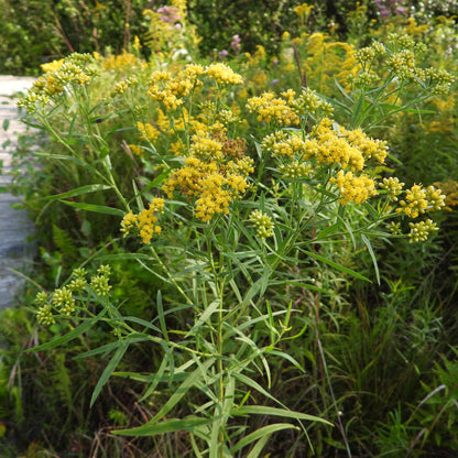 Semences - Verge d'or à feuilles de graminée Akène, culture forestière