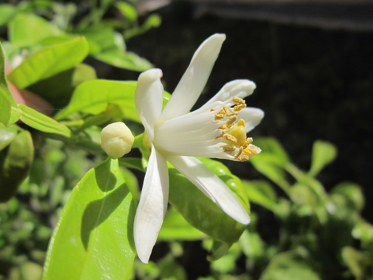 fleur de citronier