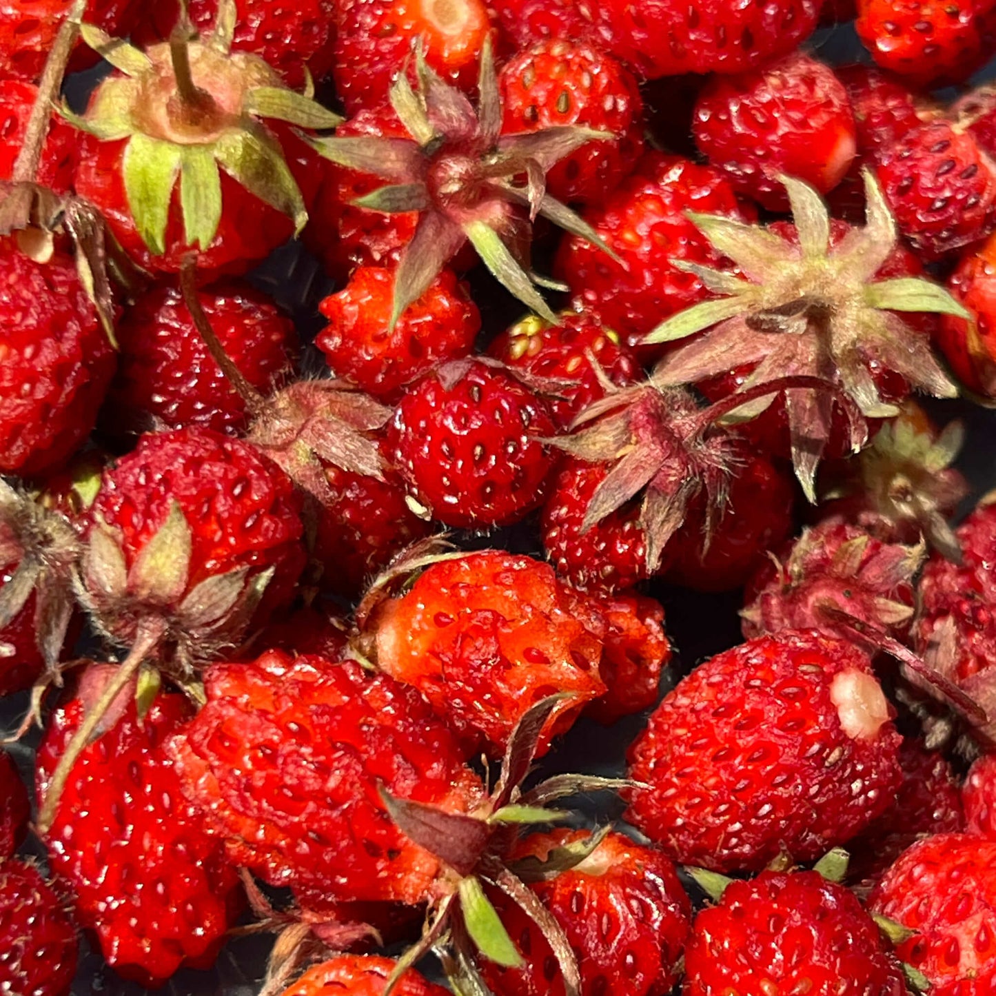Semences Akene - Fraisier des champs (Fraisier de Virginie) Akène, culture forestière
