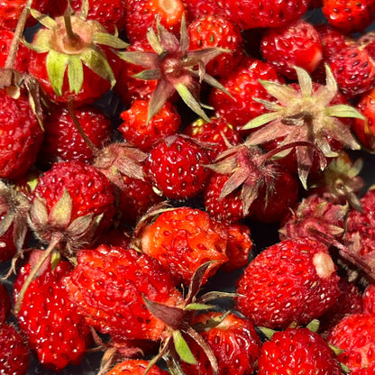 Semences Akene - Fraisier des champs (Fraisier de Virginie) Akène, culture forestière