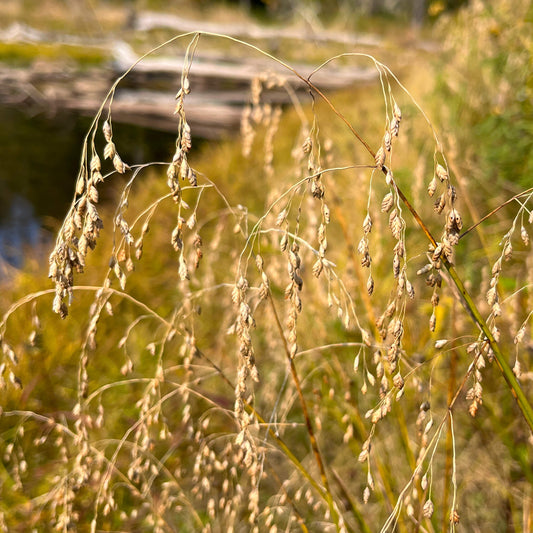 Semences - Glycérie du Canada Akène, culture forestière