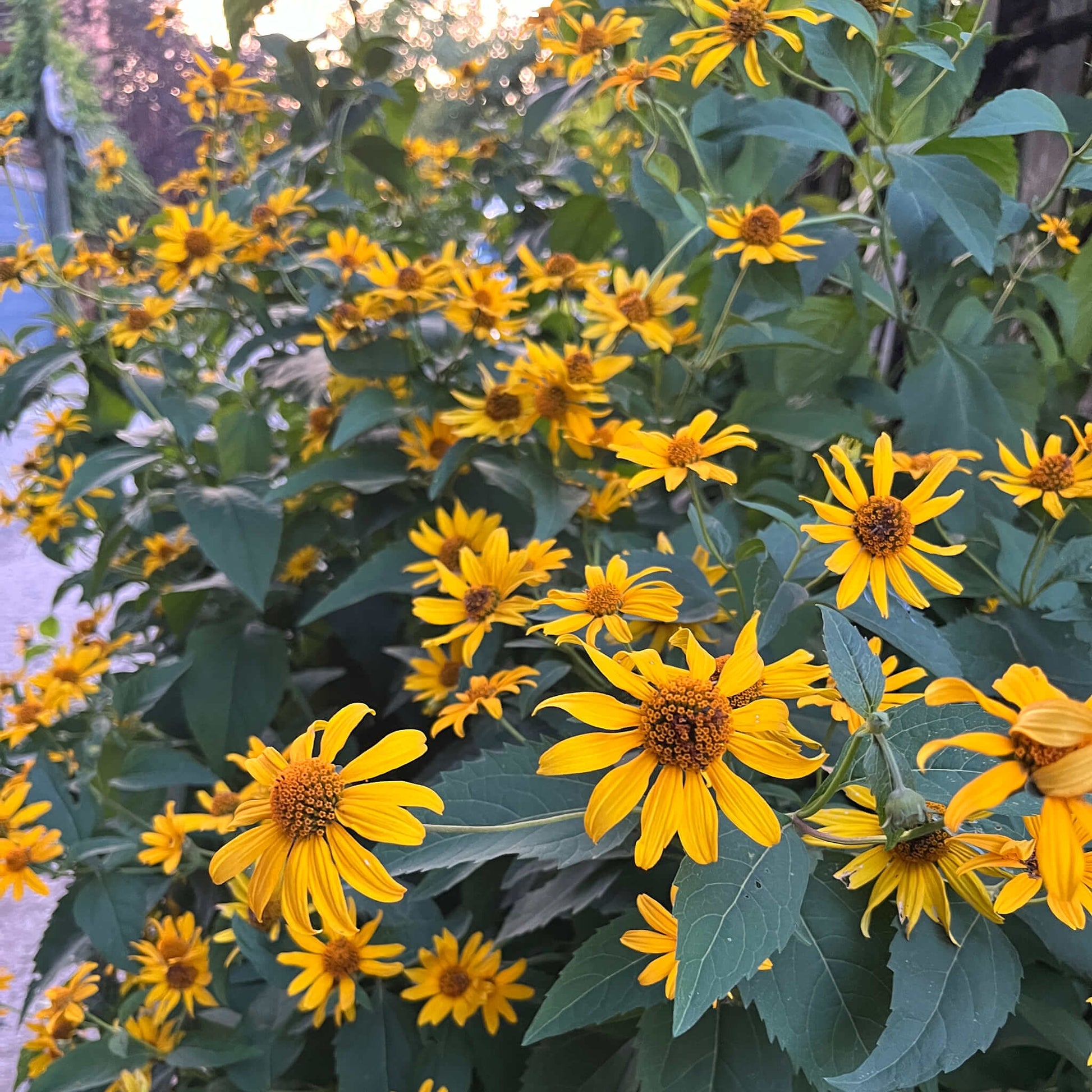 Semences - Héliopsis faux-hélianthe Akène, culture forestière
