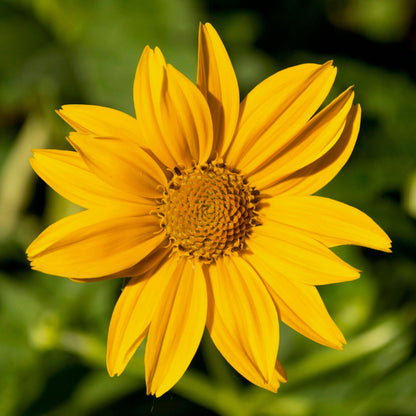 Semences - Héliopsis faux-hélianthe Akène, culture forestière