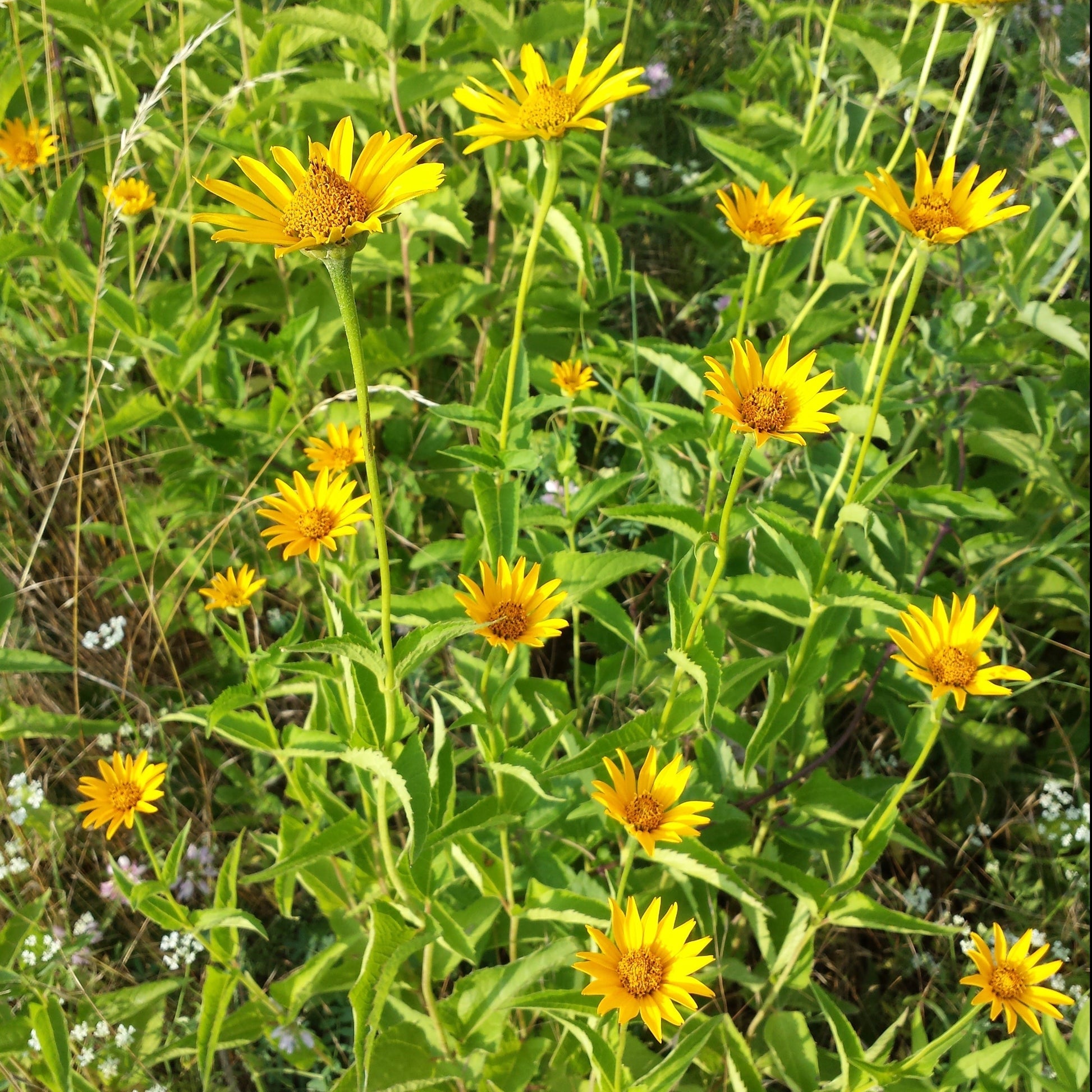 Semences - Héliopsis faux-hélianthe Akène, culture forestière