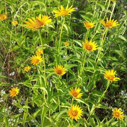 Semences - Héliopsis faux-hélianthe Akène, culture forestière