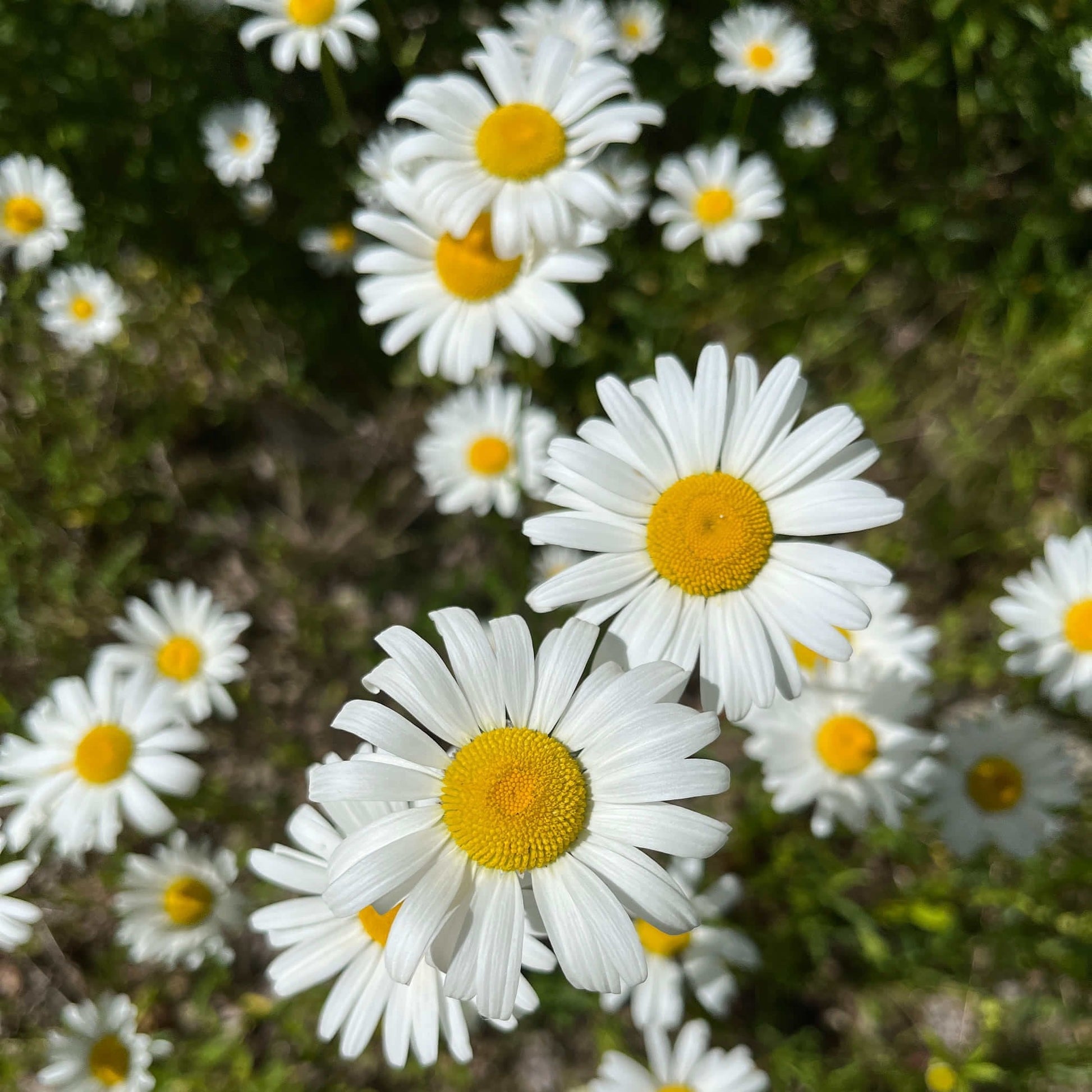 Semences Akene - Marguerite blanche Akène, culture forestière