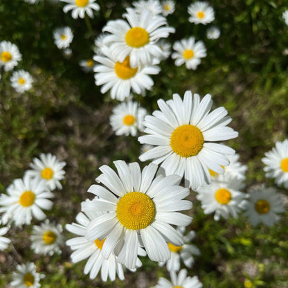 Semences Akene - Marguerite blanche Akène, culture forestière