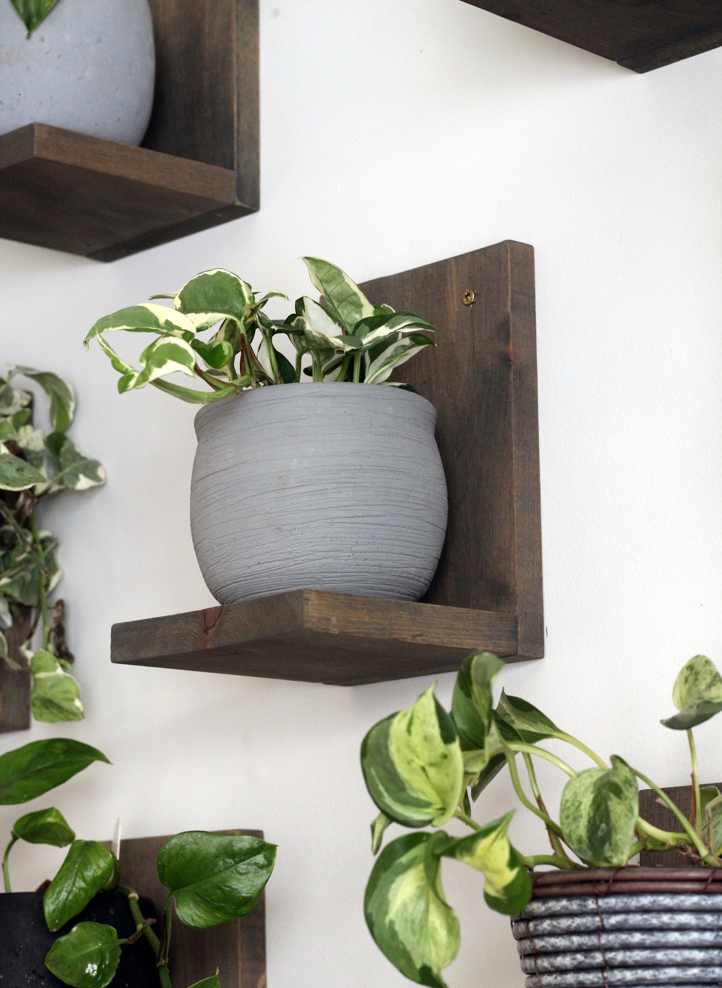 Wall Mounted Solid Wood Gallery Wall Plant Shelf — Dusk Grey (3 pack) Daniel's Plants