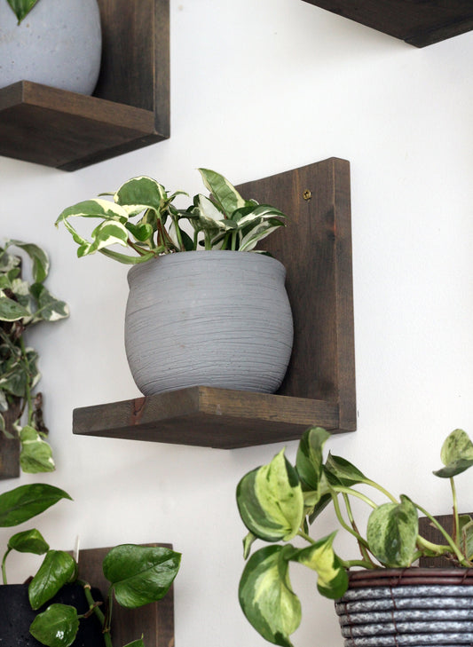 Wall Mounted Solid Wood Gallery Wall Plant Shelf — Dusk Grey (3 pack) Daniel's Plants