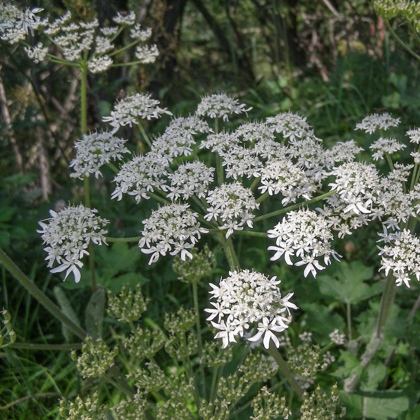 Semences - Livèche d'Écosse (Persil de mer) Akène, culture forestière