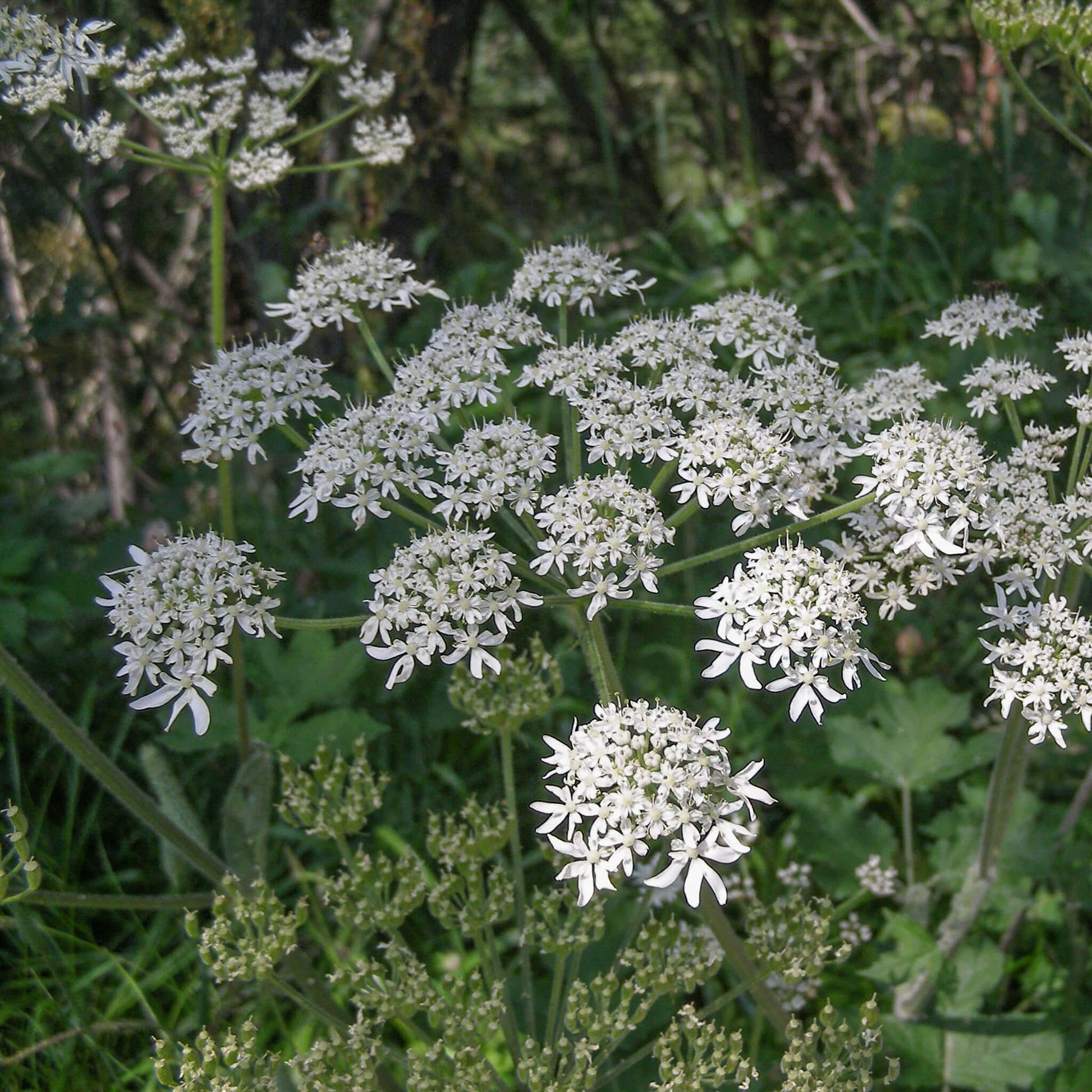 Semences - Livèche d'Écosse (Persil de mer) Akène, culture forestière