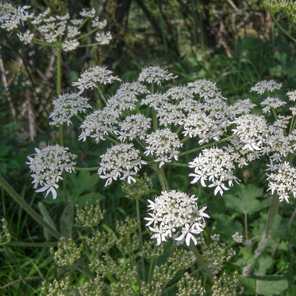 Semences - Livèche d'Écosse (Persil de mer) Akène, culture forestière