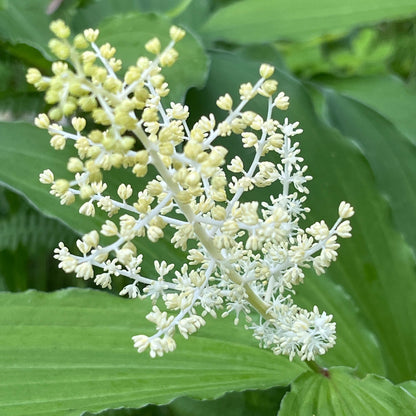 Semences stratifiées Akene - Smilacine à grappes Akène, culture forestière