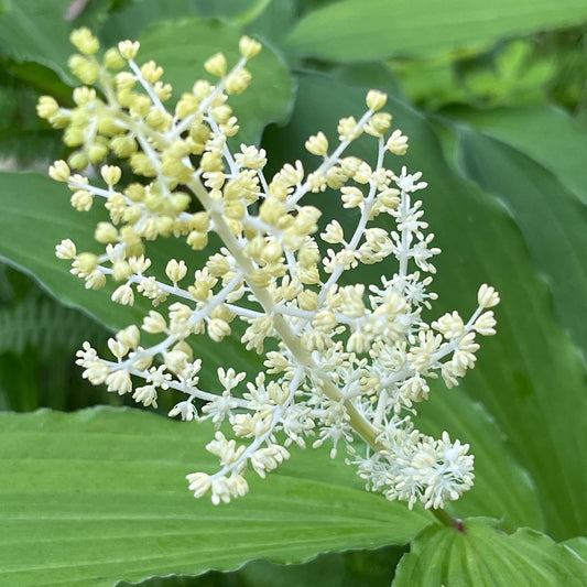Semences stratifiées Akene - Smilacine à grappes Akène, culture forestière