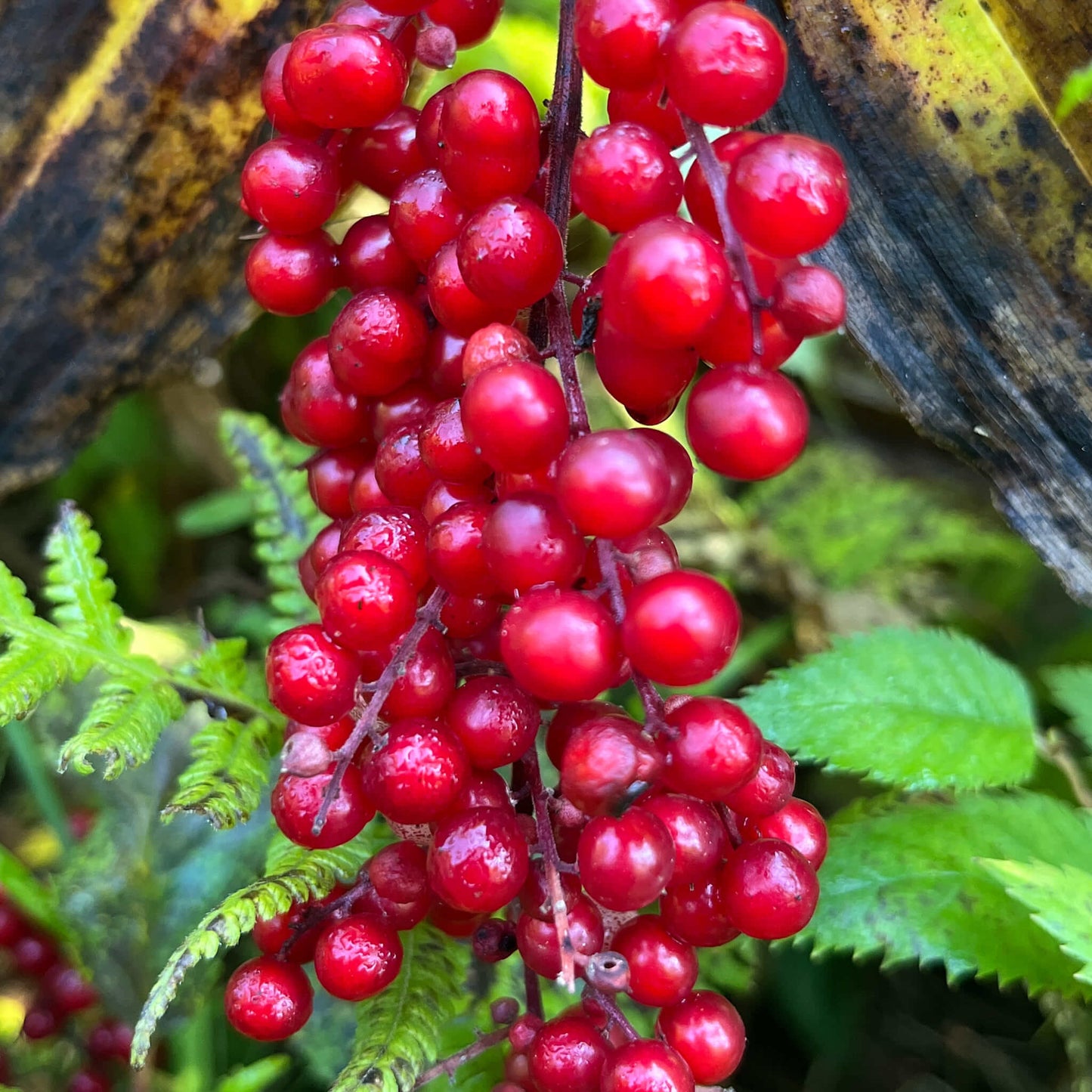 Semences stratifiées Akene - Smilacine à grappes Akène, culture forestière