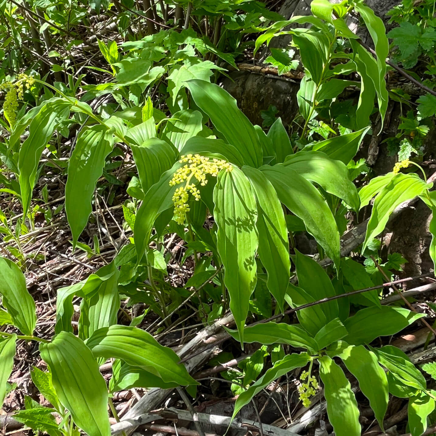 Semences stratifiées Akene - Smilacine à grappes Akène, culture forestière