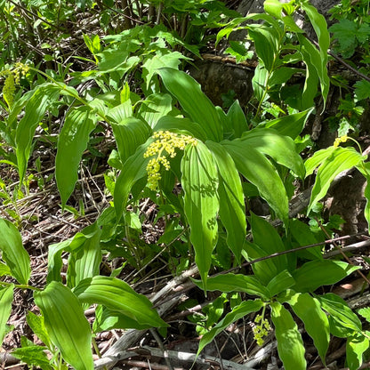 Semences stratifiées Akene - Smilacine à grappes Akène, culture forestière