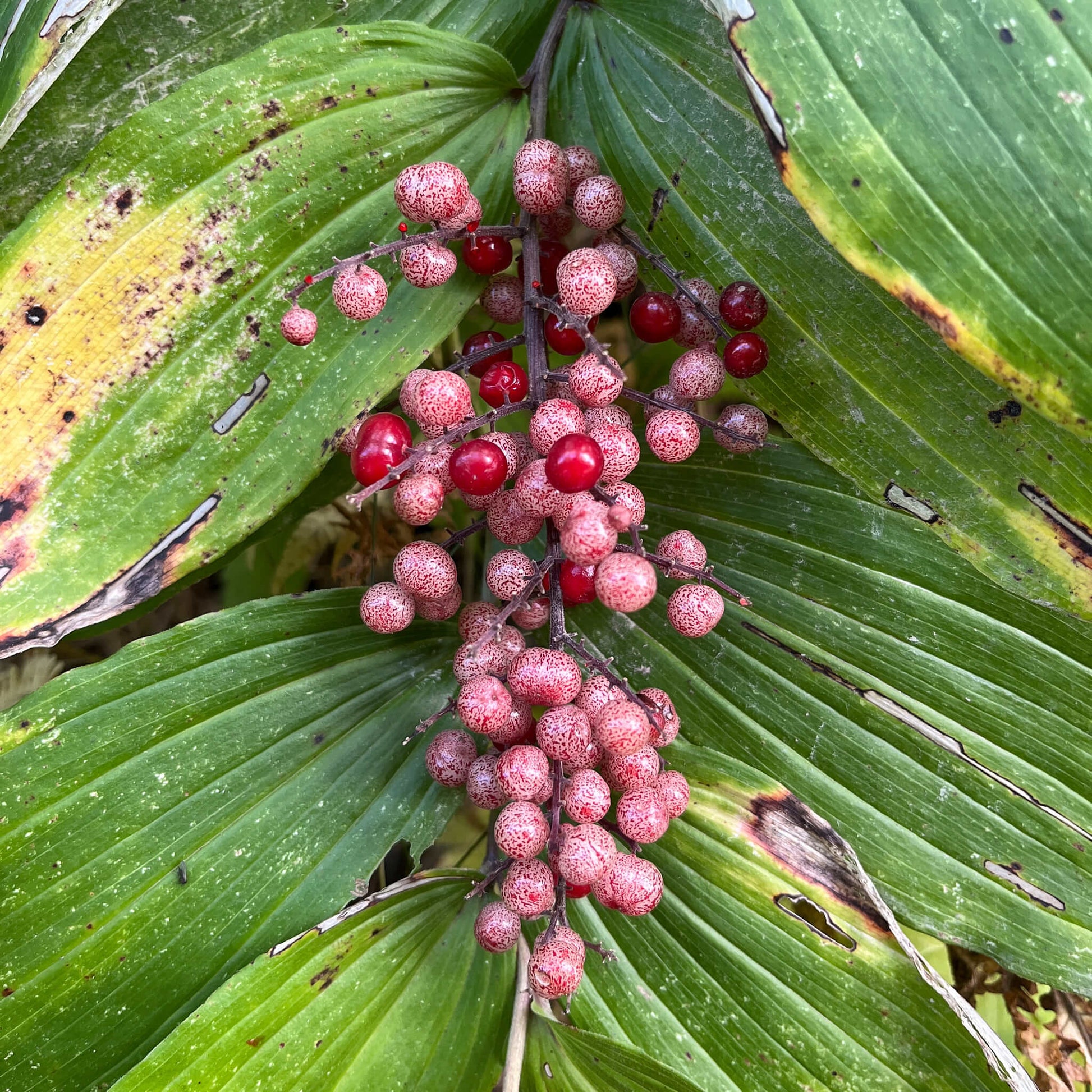 Semences stratifiées Akene - Smilacine à grappes Akène, culture forestière