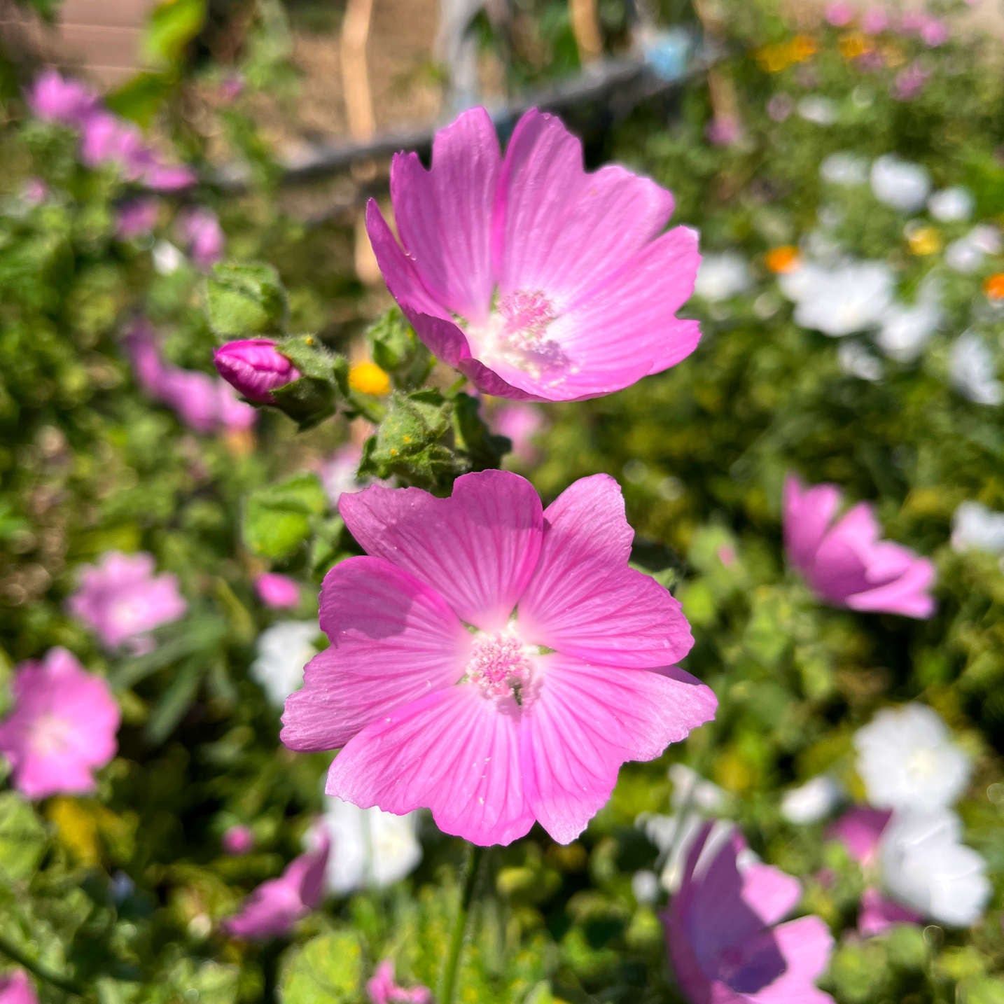 Semences - Mauve musquée Akène, culture forestière