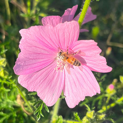 Semences - Mauve musquée Akène, culture forestière