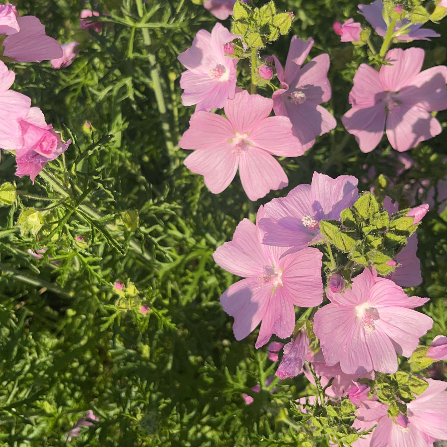 Semences - Mauve musquée Akène, culture forestière