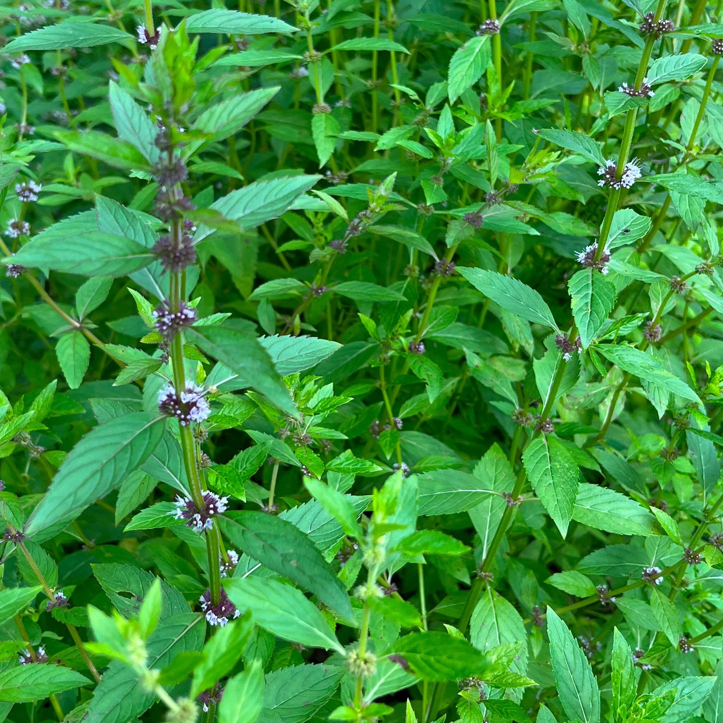 Semences - Menthe du Canada Akène, culture forestière