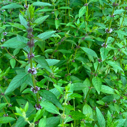 Semences - Menthe du Canada Akène, culture forestière