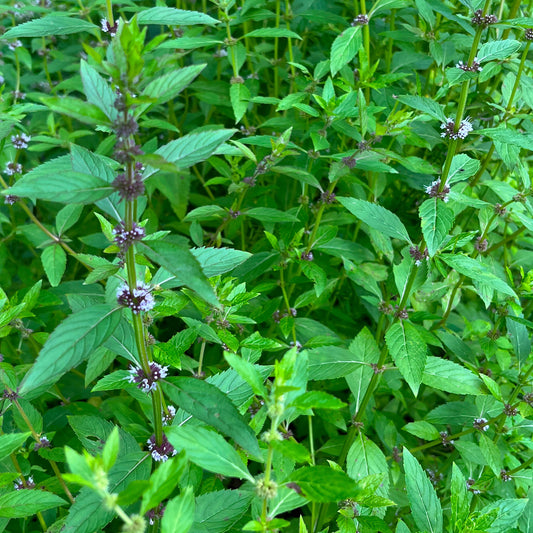Semences - Menthe du Canada Akène, culture forestière