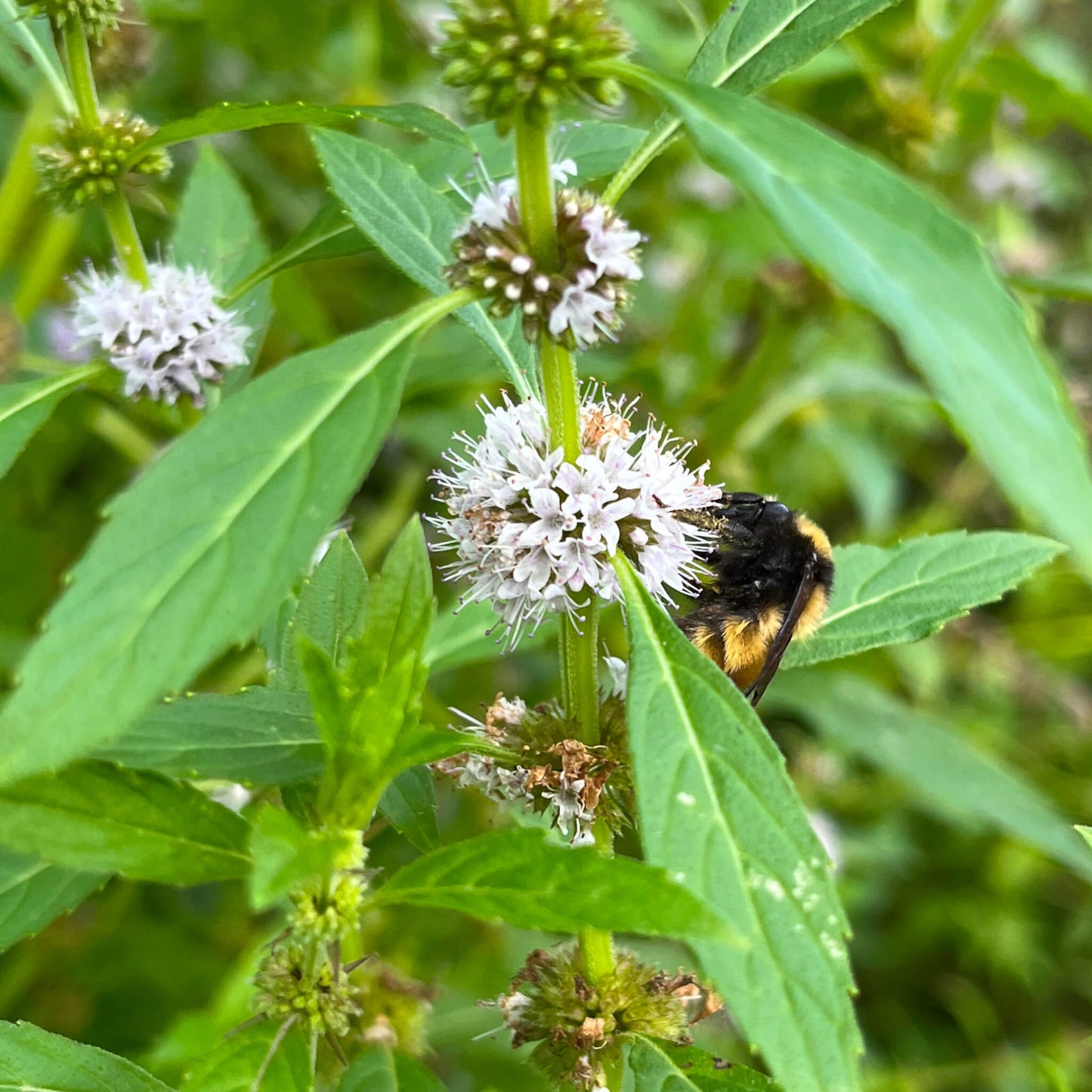 Semences - Menthe du Canada Akène, culture forestière